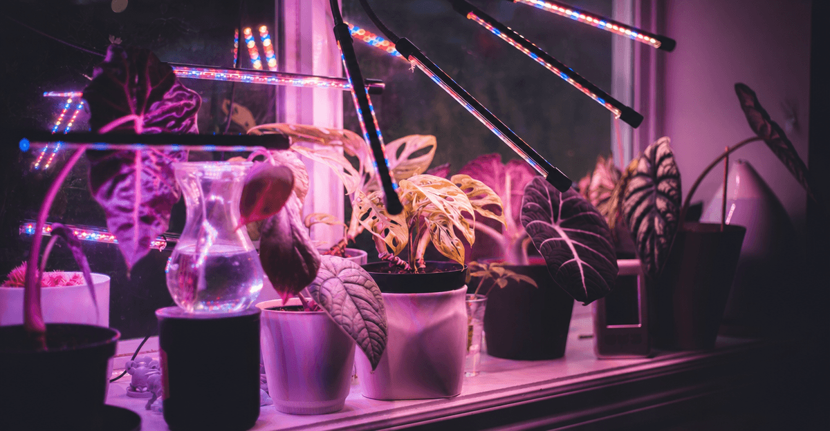 Plants growing under full-spectrum LED grow lights