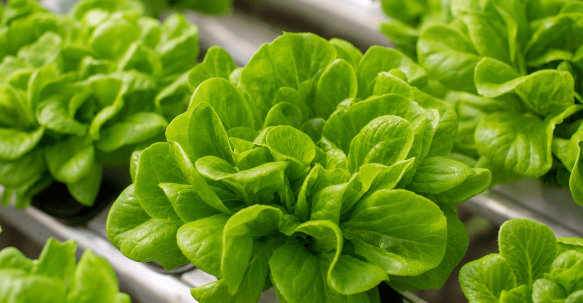 Lush hydroponic leafy greens