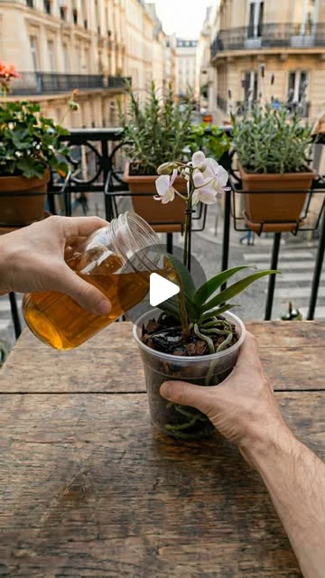 plant-care