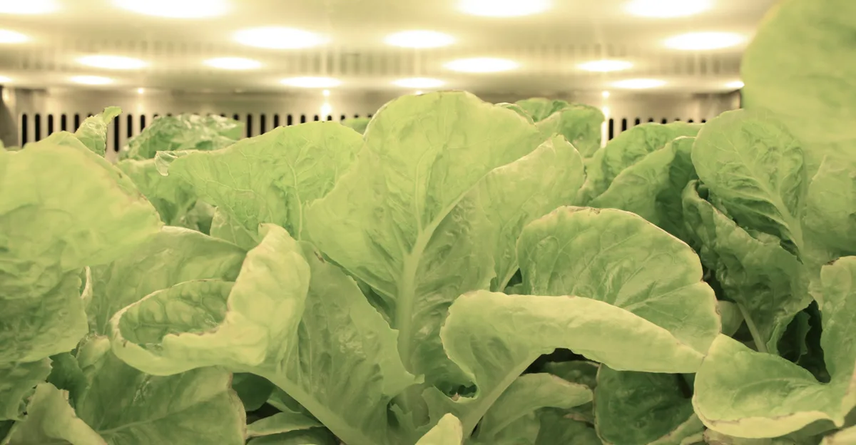 Lettuce plants growing beneath an LED array in a controlled-environment chamber